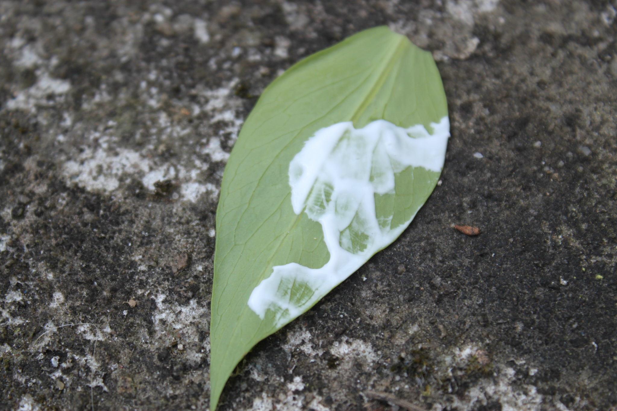 lait nettoyant confort amande Weleda démaquillant naturel bio lait nettoyant confort amande Weleda démaquillant naturel bio